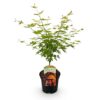 Terrassenpflanze - Japanischer Ahorn - Acer palmatum Orange Dream - Orange - 1 Pflanze - Laubabwerfend