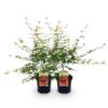 Terrassenpflanze - Japanischer Ahorn - Acer palmatum Pink Dwarf - Pink - 2 Pflanzen - Laubabwerfend