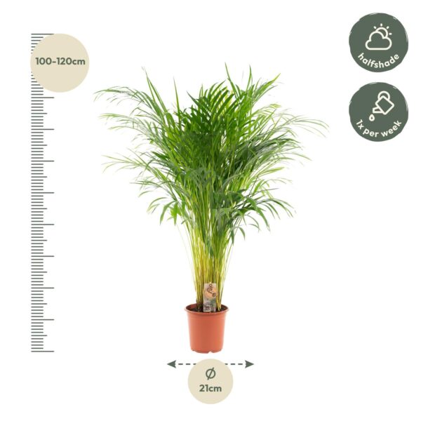 Areca Palme