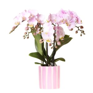 Rosa Orchidee - 'Portugal' - Phalaenopsis im Ziertopf Gemalte Streifen