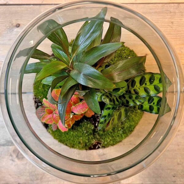 DIY terrarium - Milky Palme