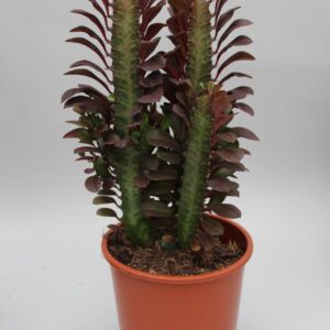 Euphorbia trigona rubra
