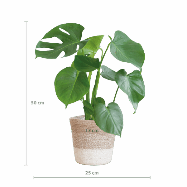 Monstera Deliciosa mit Lissabon Korb Weiß