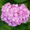 Hortensie - Hydrangea macrophylla Rosa - Blume Rosa - 3 Pflanzen - 1 m2 - Laubabwerfend - Wenig Pflege