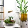 Flaschengarten - Drop XL Bonsai