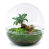 Flaschengarten - Dome XL - Ficus Ginseng Bonsai - ↕ 30 cm - Rake + Shovel