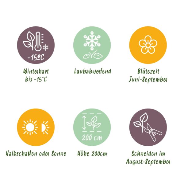 Hortensie - Hydrangea macrophylla Rosa - Blume Rosa - 3 Pflanzen - 1 m2 - Laubabwerfend - Wenig Pflege