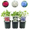 Hortensie - Hydrangea macrophylla Tricolour - Blüte Blau, Rosa und Weiß - 3 Pflanzen - Laubabwerfend - Wenig Pflege