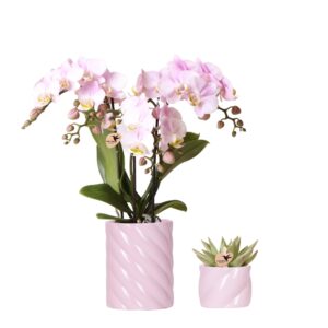 Rosa Orchideen-Set 'Candy' - Portugal - Phalaenopsis & Sukkulente Sukkulente