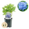 Hortensie - Hydrangea macrophylla Blau - Blüte Blau - 3 Pflanzen - 1m2 - Laubabwerfend - Wenig Pflege
