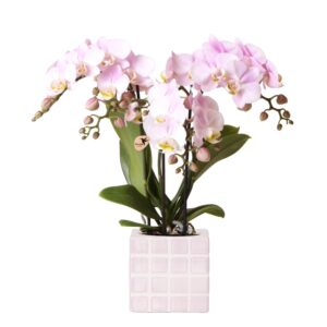Rosa Orchidee - Portugal - Phalaenopsis im Ziertopf Mosa
