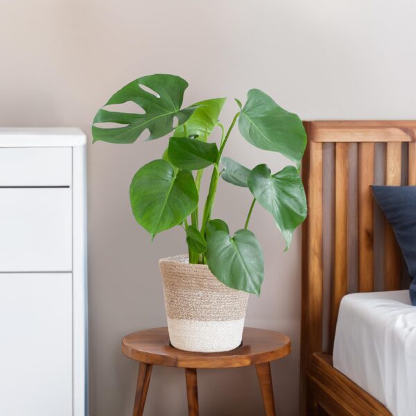 Monstera Deliciosa mit Lissabon Korb Weiß