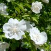 Hibiscus syriacus White Chiffon® - Stamm-Pflanze - Terrassenpflanze - Laubabwerfend - Wenig Pflege