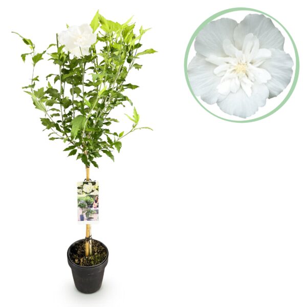 Hibiscus syriacus White Chiffon® - Stamm-Pflanze - Terrassenpflanze - Laubabwerfend - Wenig Pflege