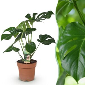 004cad5bf7de46b5aba576c569467dfbaf54047913044d31a0352814db7fab8d.jpg Monstera Deliciosa - Lochpflanze - Pflegeleicht - Grün