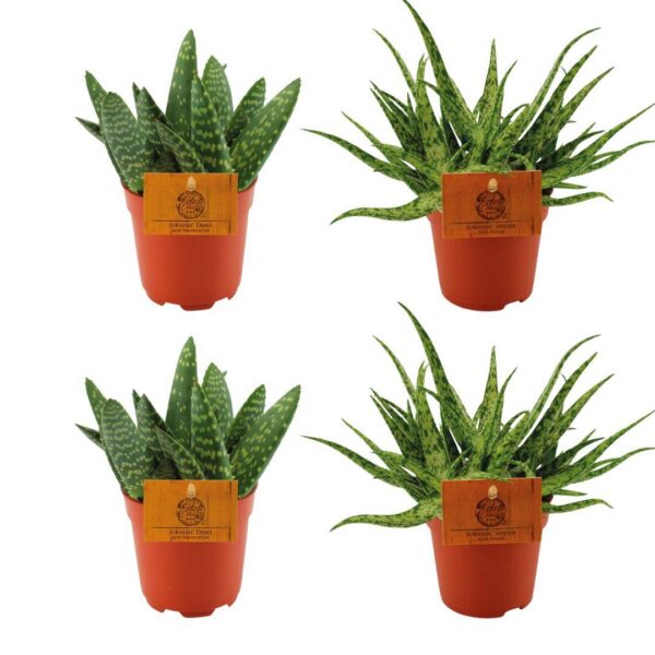 03467b26c18e4933a5c85207a1711b08a830db9a363849369ea08572c96bb806.jpg 2x Aloe Paradisicum + 2x Aloe Spider