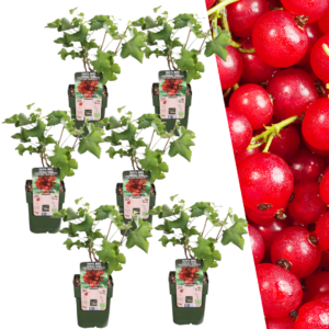 Bio-Stachelbeerpflanzen | 6 Stücke