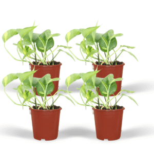 Epipremnum Aureum - Scindapsus | 4 Stück