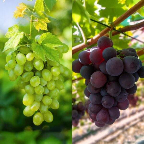 0590f25a95fd41cea21fccbb20a5e9a7eddd34f4e46b4131840067e1c021b8ce.jpg Obstpflanze - Lila & Weiße Traube - Vitis vinifera Vanessa & Himrod - Kernlos - 2 Pflanzen