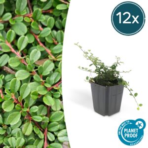 Cotoneaster prostratus 'Streib's Findling' | 12 Stücke
