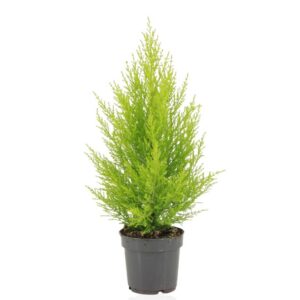 081067d493aa4429883093242ac968b8e19eb48d665448379e0a6205fe6ed898.jpg Cupressus Macrocarpa Goldcrest Wilma