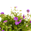 Geranium Rozanne - lila Blüten