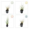 Pennisetum alopecuroides 'Hameln' | 60 Stücke