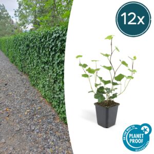 0b205f74b13d4d23a5213a2c5d785310cc46cae6845e4653a409aa235e222a48.jpg Hedera Hibernica | 12 Stücke