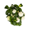 Hortensie - Hydrangea Macrophylla - weiße Blüten