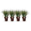 Ziergräser - Carex comans Frosted Curls - Grün - 4 Pflanzen - Immergrün - Wenig Pflege