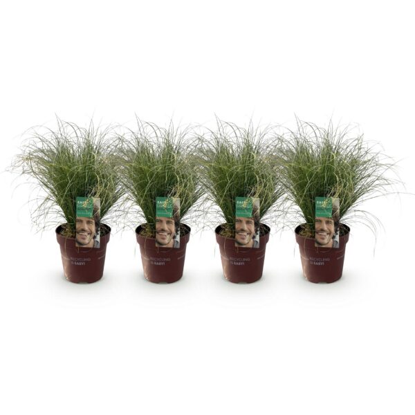 Ziergräser - Carex comans Frosted Curls - Grün - 4 Pflanzen - Immergrün - Wenig Pflege