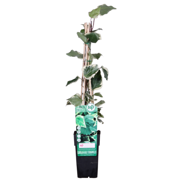 Hedera algeriensis 'Gloire de Maren'