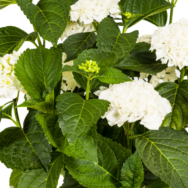 Hortensie - Hydrangea Macrophylla - weiße Blüten