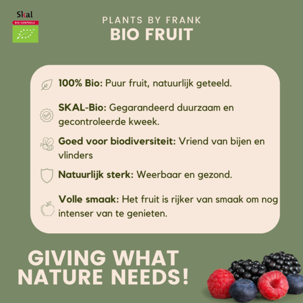 Brombeerenpflanzen BIO | 3 Stücke