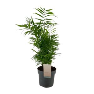 1963be39fdf74f5daad32da6205e59c3ad2704e42b374aacaa6b1c62ee8e54b9.jpg Chamaedorea Elegans