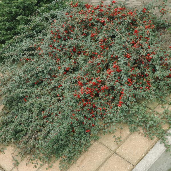Cotoneaster dammeri | 12 Stücke