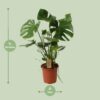 1abe9efa4ba54016ac9b190731be1d507012a1ba07174bcd96b8973e237089f2.jpg Monstera deliciosa