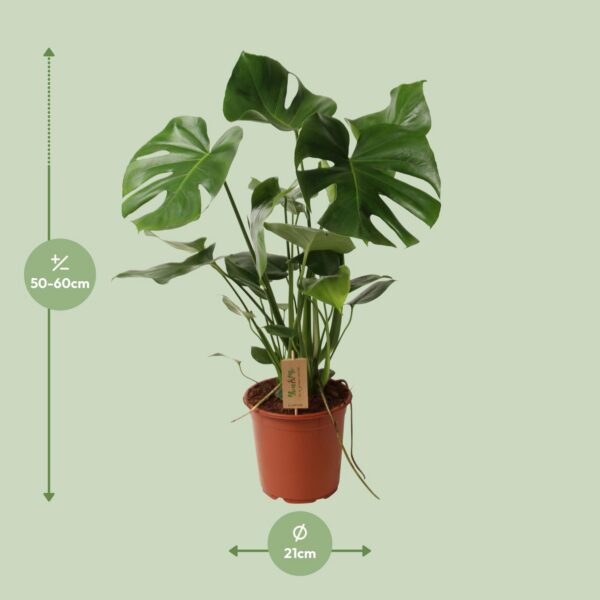 1abe9efa4ba54016ac9b190731be1d507012a1ba07174bcd96b8973e237089f2.jpg Monstera deliciosa