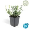 Euonymus fortunei 'Emerald 'n Gaity' | 60 Stücke