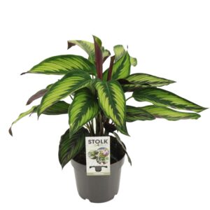 1cb26b6ac2104f82a35428591d29e922b8fac8d931cb4812bbc3a77c73de59d0.jpg Calathea Majestica Princeps