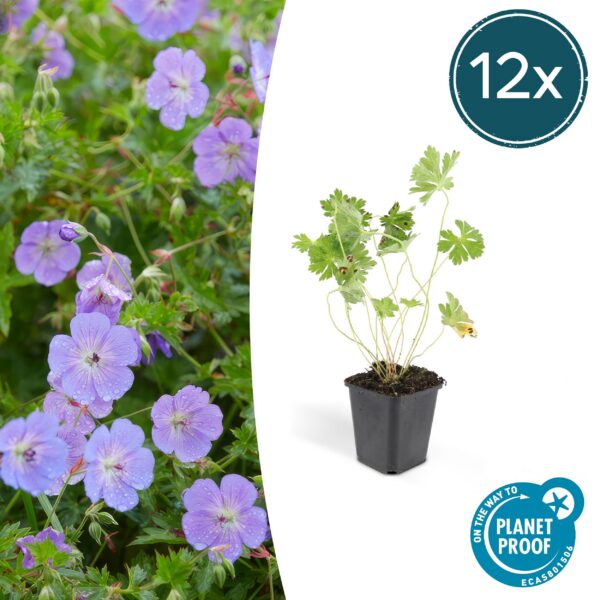Geranium Rozanne | 12 Stücke