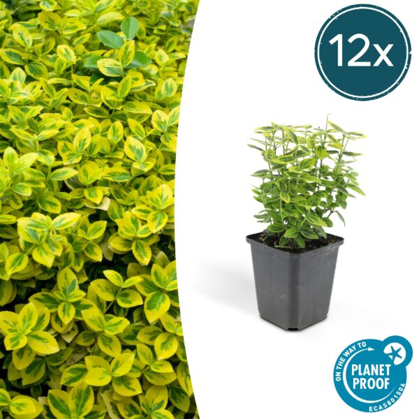 Euonymus fortunei 'Emerald 'n Gold’ | 12 Stücke