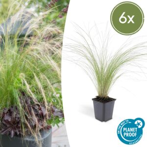 Stipa tenuissima 'Ponytails' | 6 Stücke