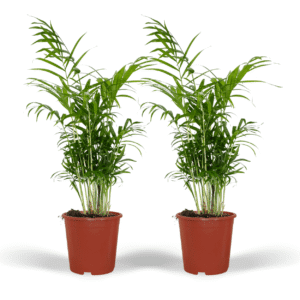 Chamaedorea Elegans - Mexikanische Bergpalme | 2 Stück