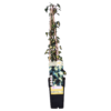 21a5ee418bdb40eebc3a6d390a0e6abac75e86fc095c44188f950eacf140f959.png Hedera helix 'Goldheart' | 4 Stück