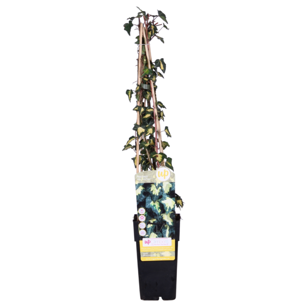 21a5ee418bdb40eebc3a6d390a0e6abac75e86fc095c44188f950eacf140f959.png Hedera helix 'Goldheart' | 4 Stück