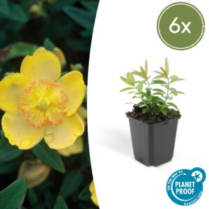 Hypericum calycinum | 6 Stücke
