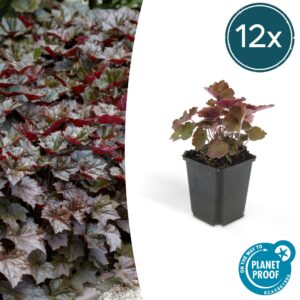 226622f9823a4bee872558f3441d9a554cbfc726731947a7aa92a34a6384fc98.jpg Heuchera micrantha 'Palace Purple' | 12 Stücke