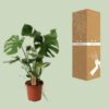 230f0c2213ac4093b031baf71dd26f39483e4021c98846e3aca4f085645c626e.jpg Monstera deliciosa