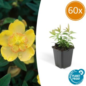 25d768747ca14dbcb17f49329bde9295fabc42333c194d74a953e79f26a81868.jpg Hypericum calycinum | 60 Stücke
